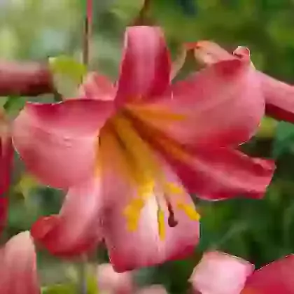 Pink Perfection